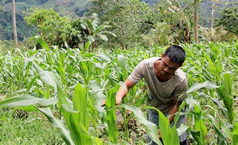 5 Bukidnon FAs receive vegetable, corn prod’n inputs.